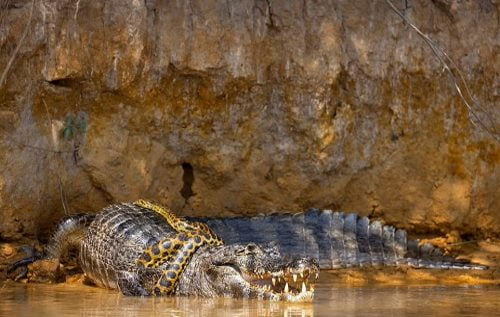 Anaconda ने ऐसा जकड़ा कि छटपटाने लगा मगरमच्छ, ये निकला ‘जंग’ का अंजाम?