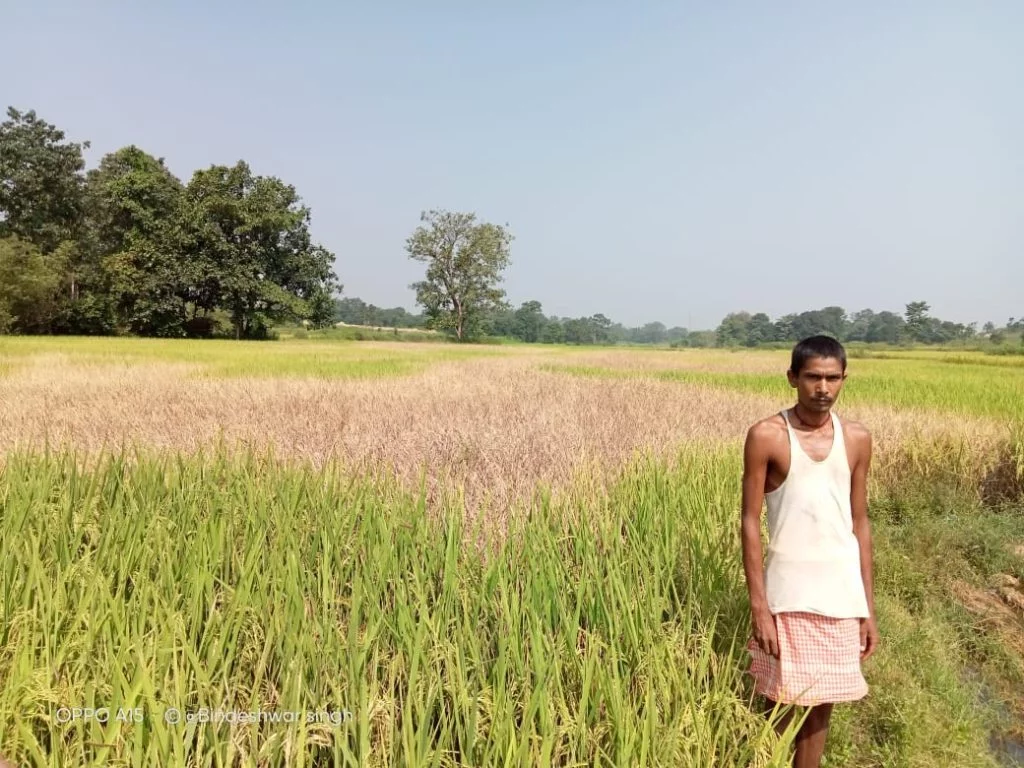 फसल के बर्बाद होने से किसान चिंतित, 80 हजार का हुआ नुकसान