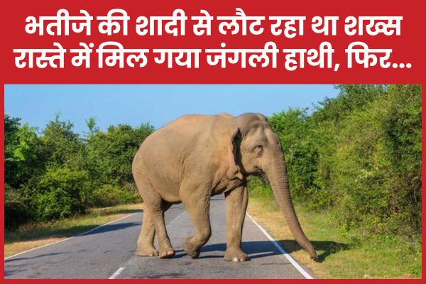 भतीजे की शादी से लौट रहा था शख्स, रास्ते में मिल गया जंगली हाथी, फिर… शादी