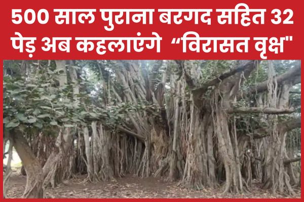 500 साल पुराना बरगद सहित 32 पेड़ अब कहलाएंगे “विरासत वृक्ष” विरासत