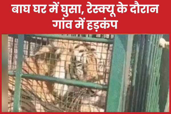 बाघ घर में घुसा, रेस्क्यू के दौरान गांव में हड़कंप बाघ