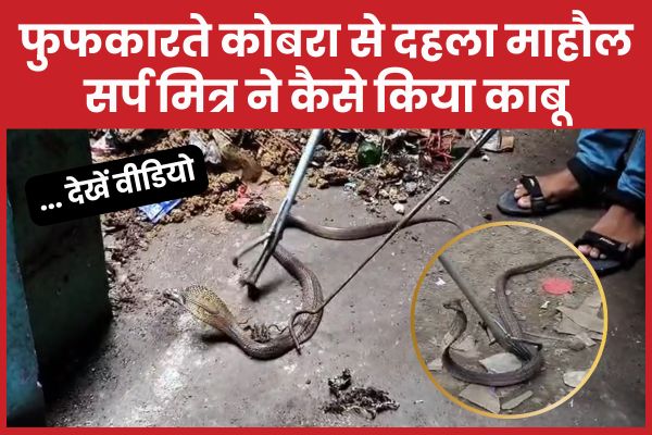 फुफकारते कोबरा से दहला माहौल, सर्प मित्र ने कैसे किया काबू… देखें वीडियो कोबरा