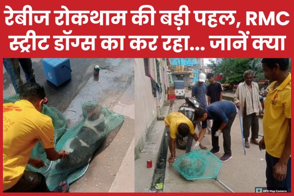 रेबीज रोकथाम की बड़ी पहल, RMC स्ट्रीट डॉग्स का कर रहा… जानें क्या रेबीज