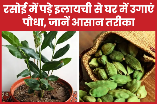 रसोई में पड़े इलायची से घर में उगाएं पौधा, जानें आसान तरीका इलायची