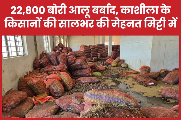 22,800 बोरी आलू बर्बाद, काशीला के किसानों की सालभर की मेहनत मिट्टी में आलू