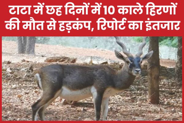 टाटा में छह दिनों में 10 काले हिरणों की मौ’त से हड़कंप, रिपोर्ट का इंतजार टाटा