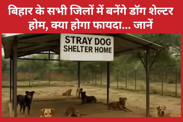 बिहार के सभी जिलों में बनेंगे डॉग शेल्टर होम, क्या होगा फायदा… जानें