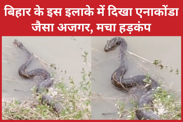 बिहार के इस इलाके में दिखा एनाकोंडा जैसा अजगर, मचा हड़कंप बिहार