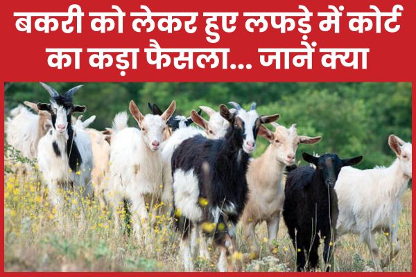 बकरी को लेकर हुए लफड़े में कोर्ट का कड़ा फैसला… जानें क्या