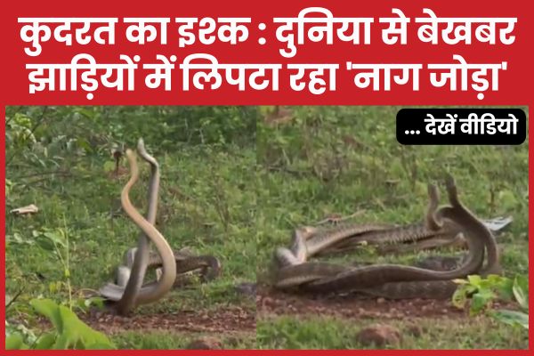 कुदरत का इश्क : दुनिया से बेखबर झाड़ियों में लिपटा रहा ‘नाग जोड़ा’… देखें वीडियो झाड़ियों