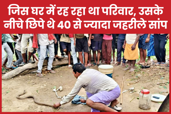 जिस घर में रह रहा था परिवार, उसके नीचे छिपे थे 40 से ज्यादा जहरीले सांप घर