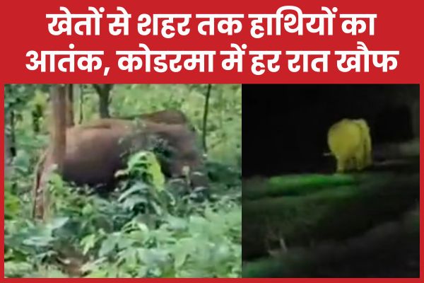 खेतों से शहर तक हाथियों का आतंक, कोडरमा में हर रात खौफ
