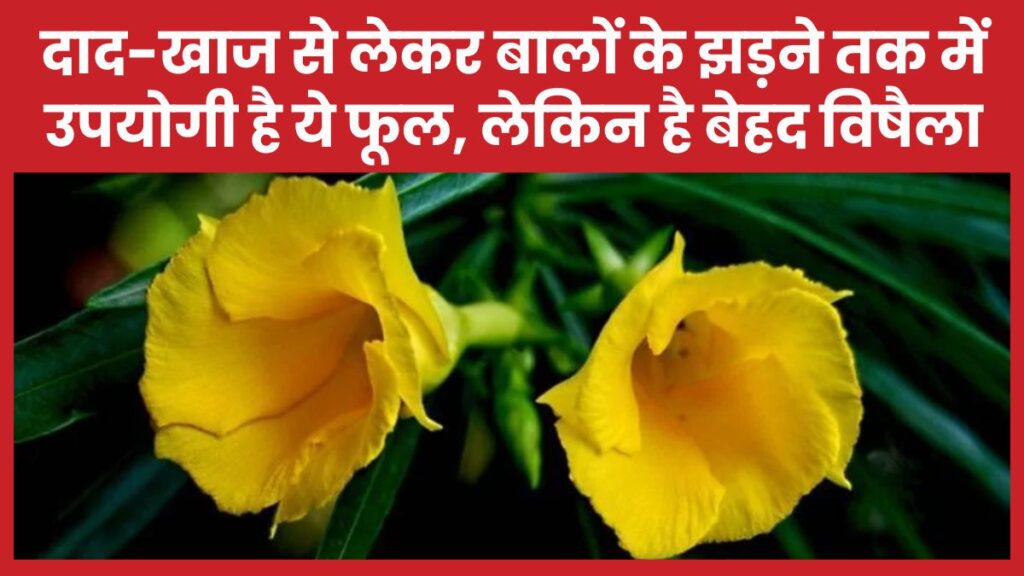 दाद-खाज से लेकर बालों के झड़ने तक में उपयोगी है ये फूल, लेकिन है बेहद विषैला कनेर