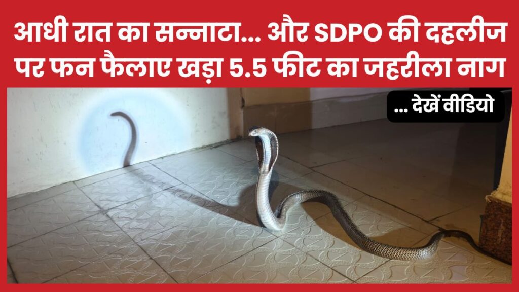 आधी रात का सन्नाटा… और SDPO की दहलीज पर फन फैलाए खड़ा 5.5 फीट का जहरीला नाग… देखें वीडियो