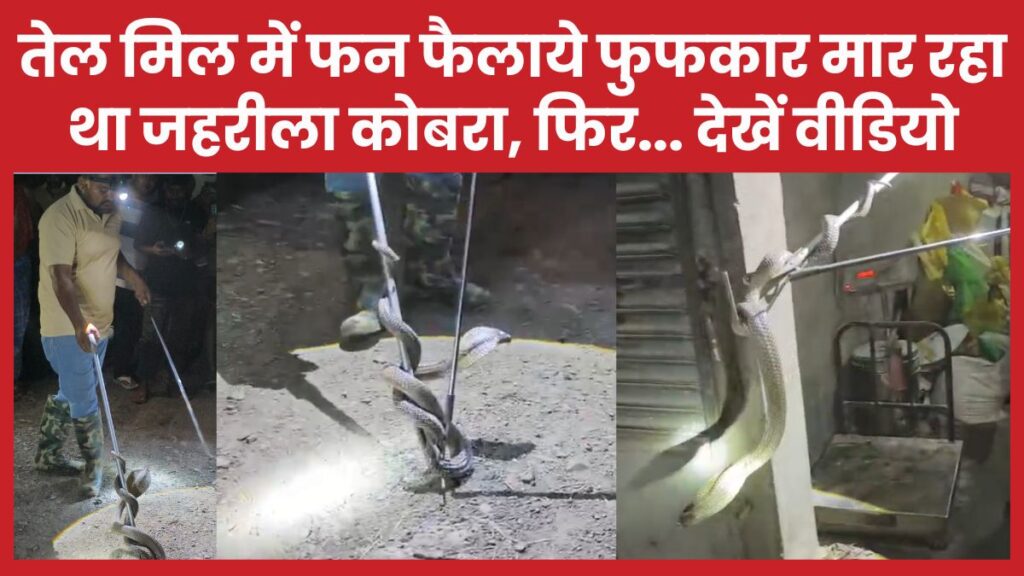 तेल मिल में फन फैलाये फुफकार मार रहा था जहरीला कोबरा, फिर… देखें वीडियो कोबरा