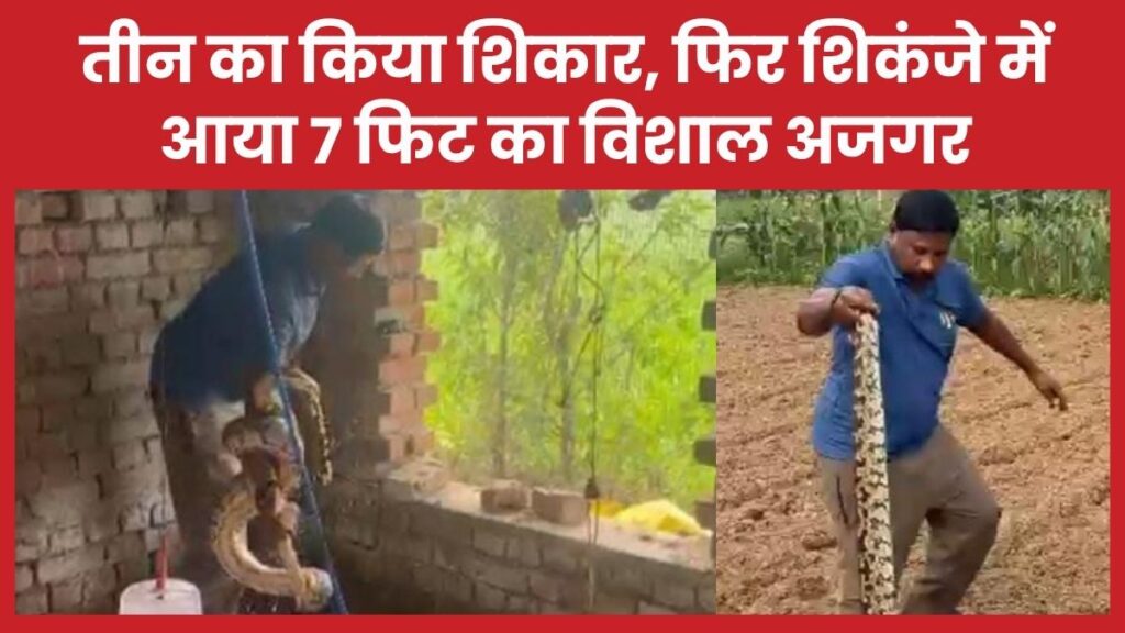 तीन का किया शिकार, फिर शिकंजे में आया 7 फिट का विशाल अजगर
