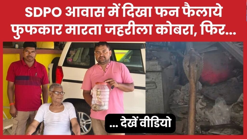 SDPO आवास में दिखा फन फैलाये फुफकार मारता जहरीला कोबरा, फिर… देखें वीडियो