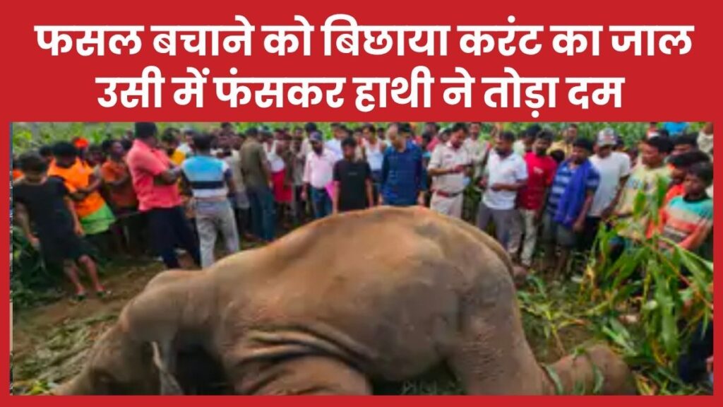 फसल बचाने को बिछाया करंट का जाल, उसी में फंसकर हाथी ने तोड़ा दम