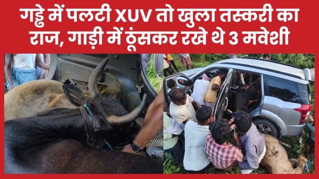 गड्ढे में पलटी XUV तो खुला तस्करी का राज, गाड़ी में ठूंसकर रखे थे 3 मवेशी मवेशी